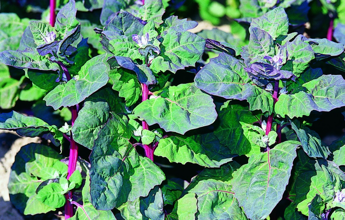 Gartenmelde - Rote