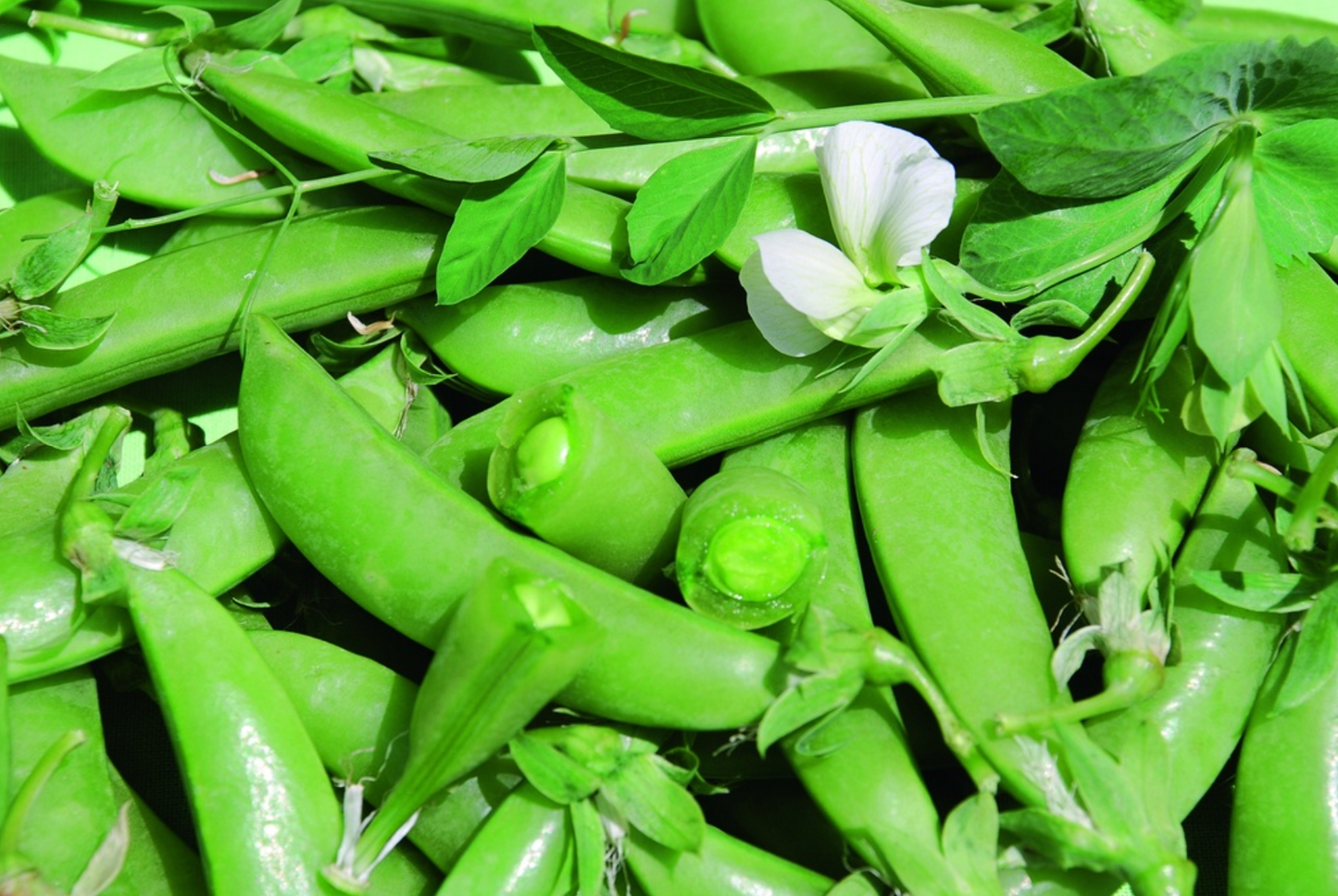 Knackerbse, Sugar Snap