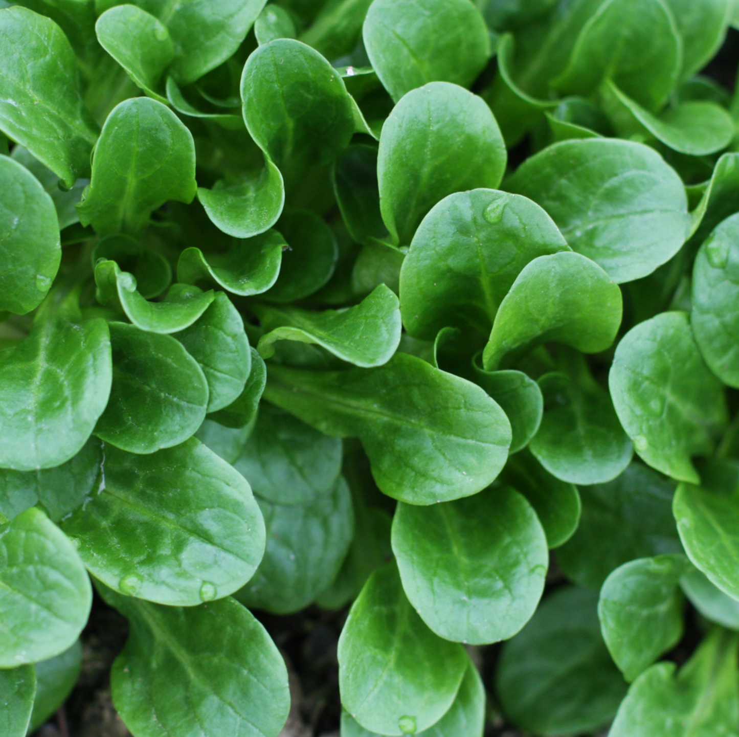 Nüsslisalat, Vit