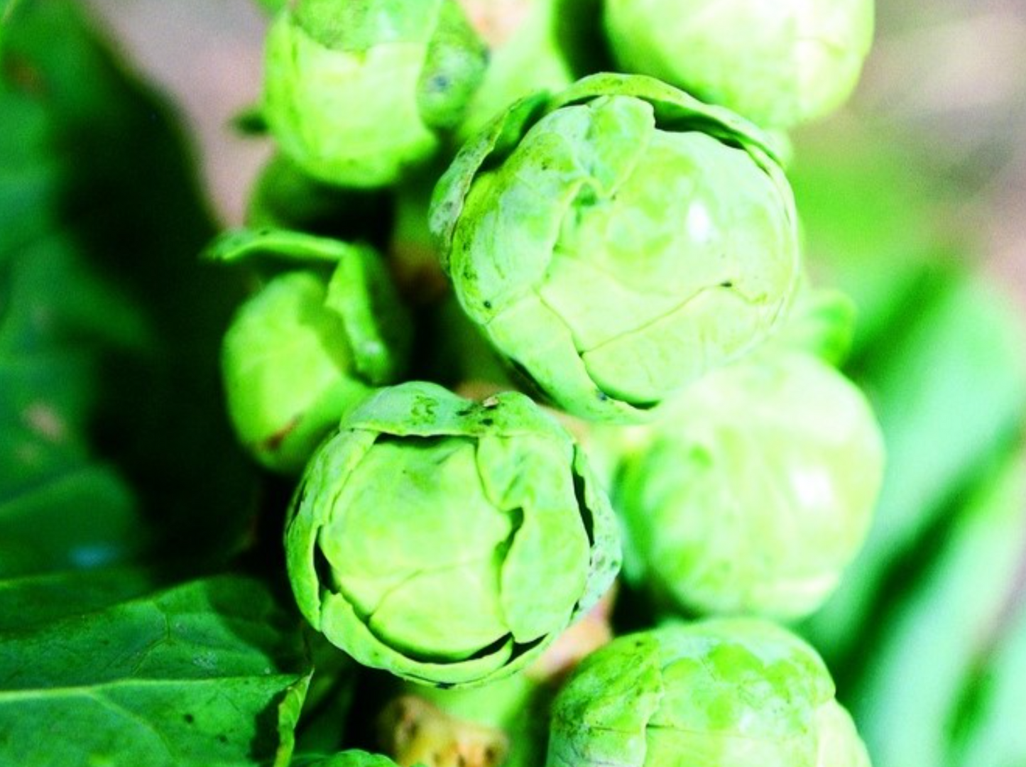 Rosenkohl, Ideal Selektion Z
