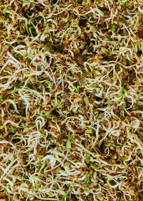 Bio Alfalfa Samen 1Kg