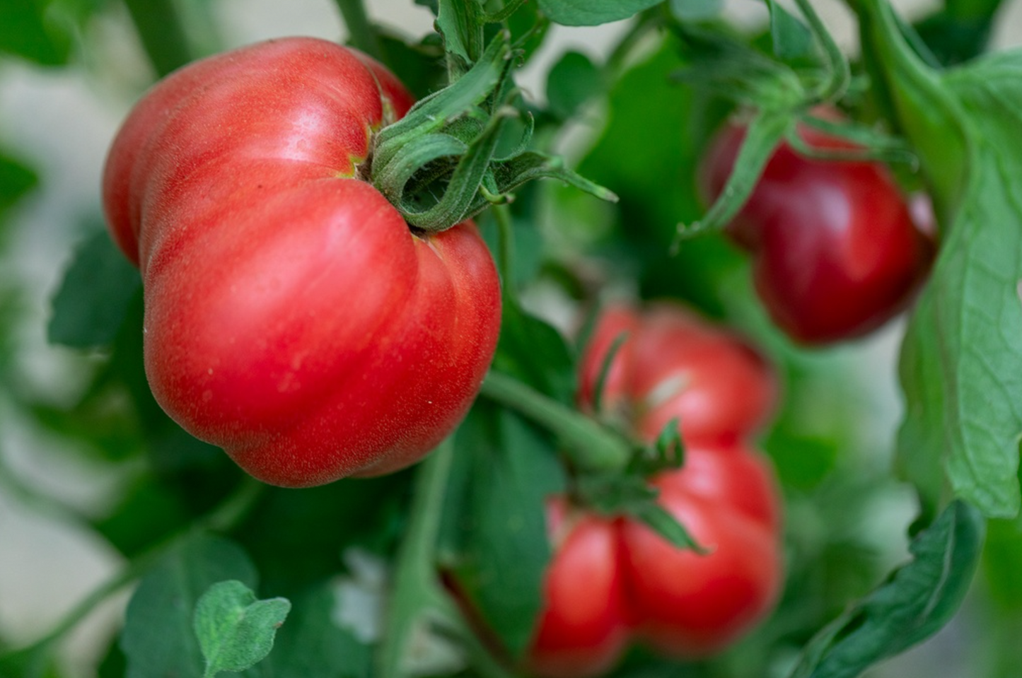 Tomate, Ochsenherz