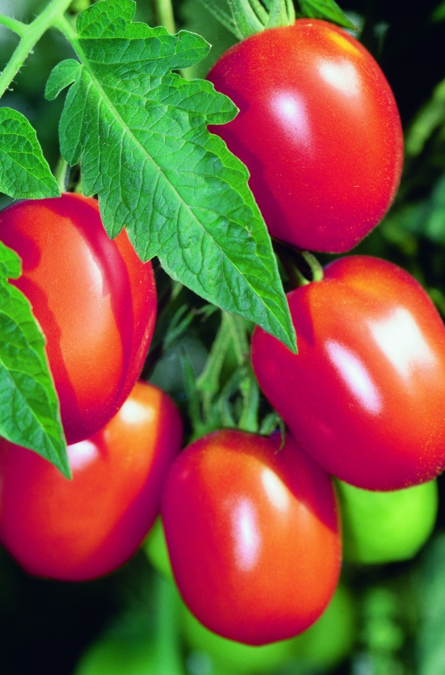 Tomate, Baumtomate