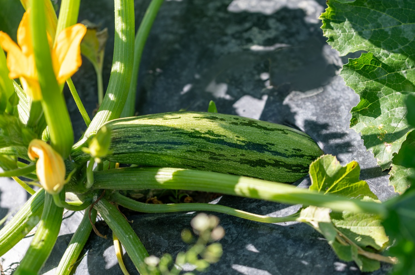 Zucchetti, Gestreifter von Genua