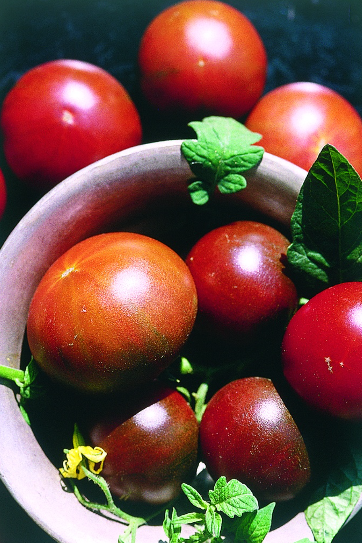 Tomate, Schwarze Krim