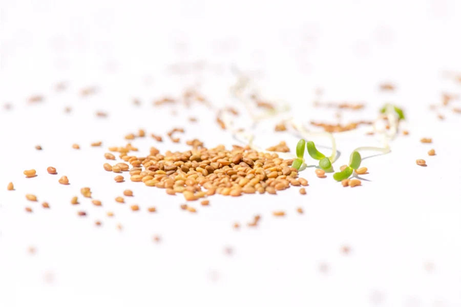 Bio Alfalfa Sprossen | Keimsaat für Microgreens & Keimglas 250g