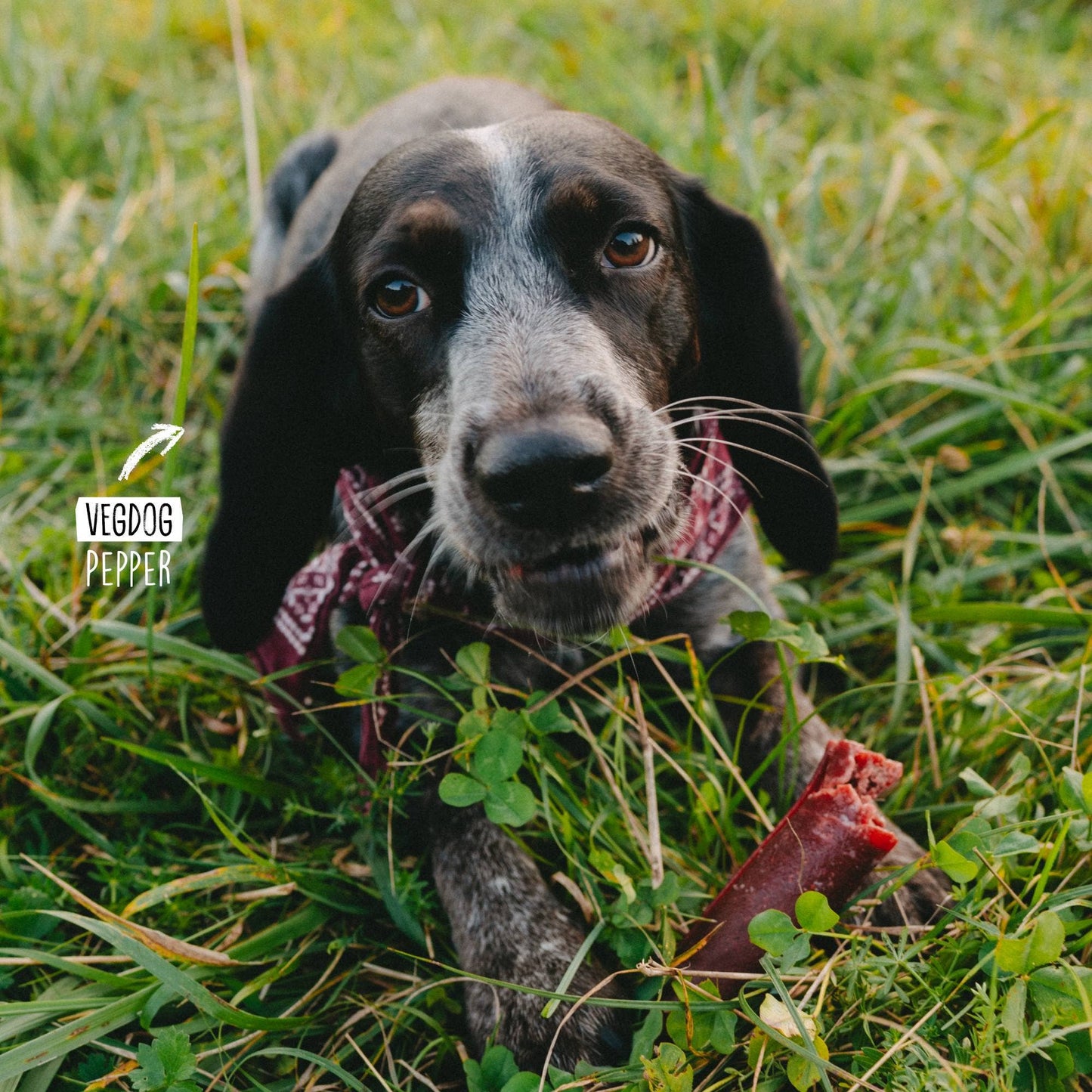 Chevvies XL 200 g - VegDog