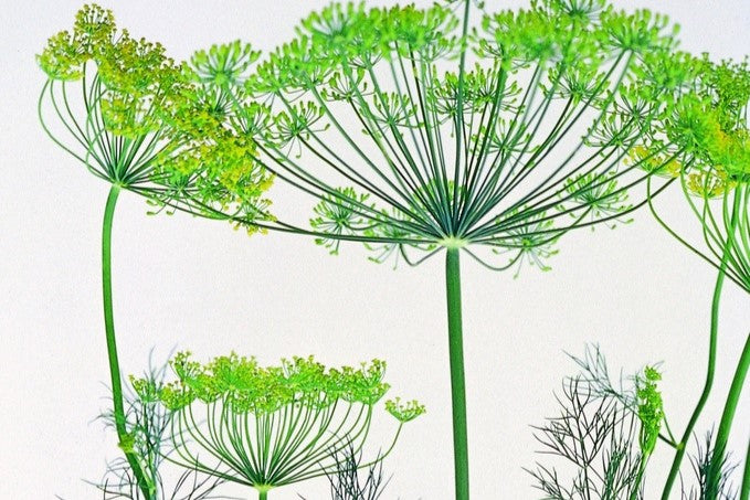 Dill, einjährig