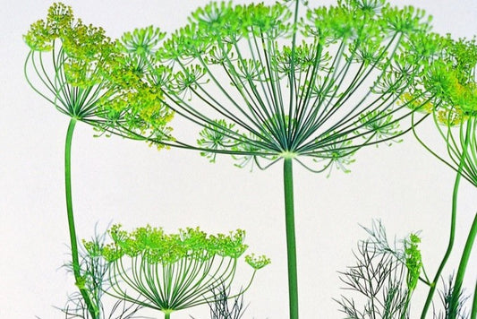 Dill, einjährig