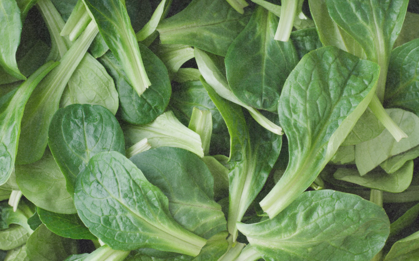 Nüsslisalat, Vit