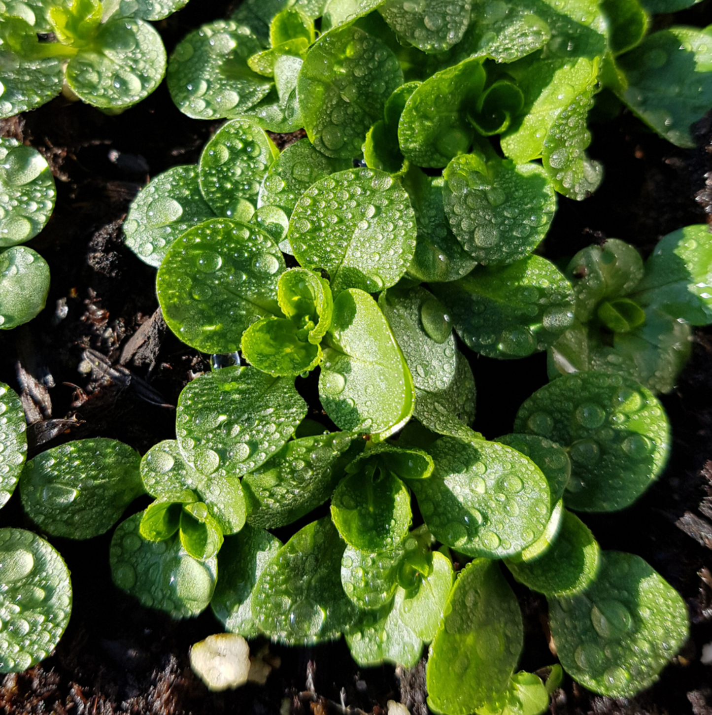 Nüsslisalat, Vit