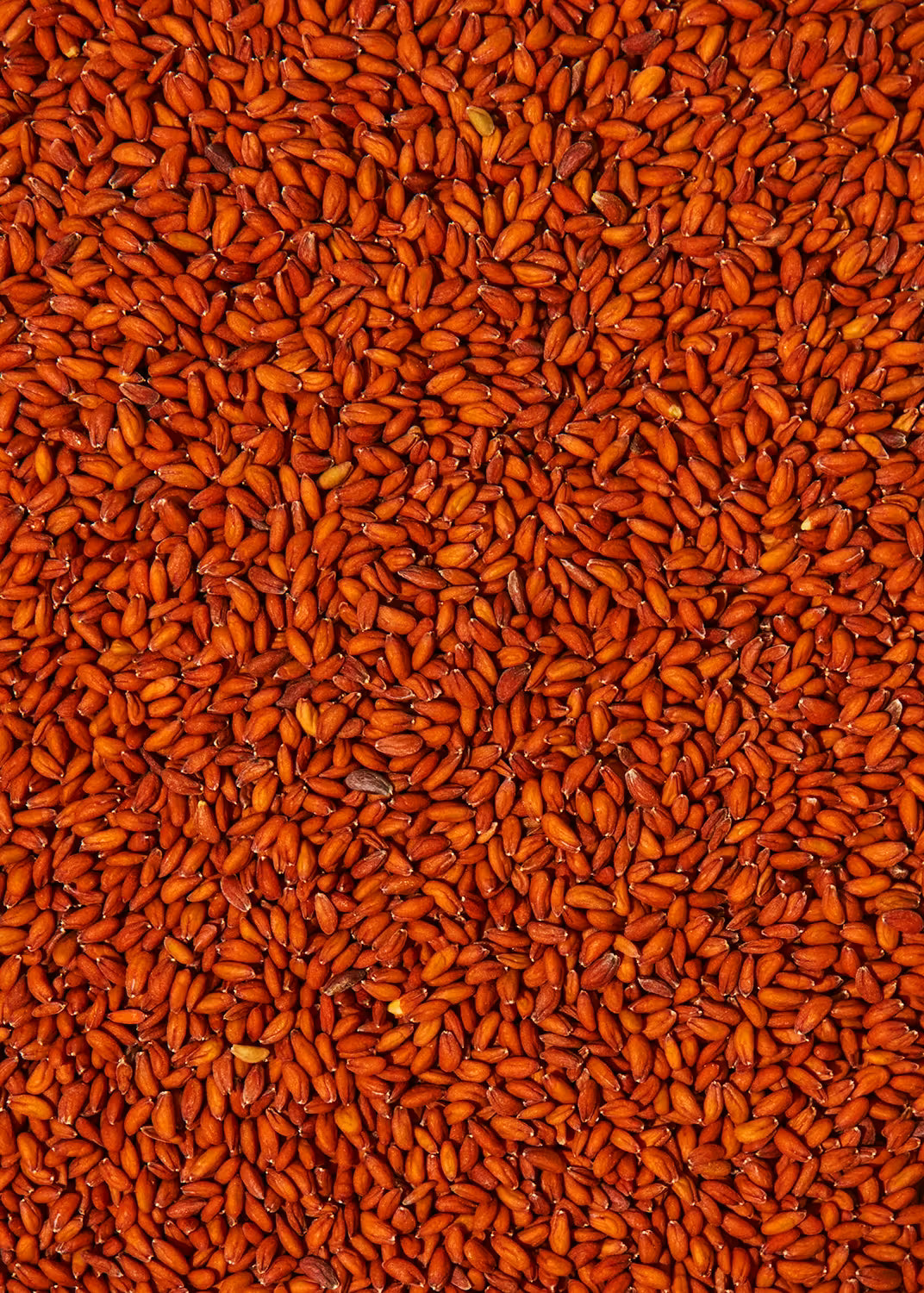 Bio Kressesamen 1Kg