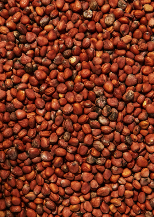 Bio Radieschen Samen 1Kg