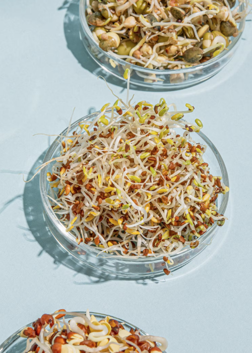 Bio Sprossenmix mit 9 Saatensorten