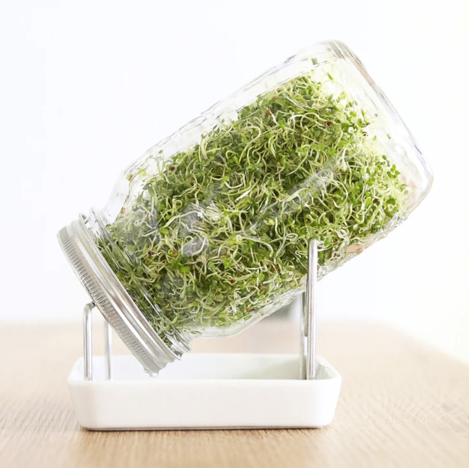 Keimgrün Smoothie - Bio-Sprossenmix