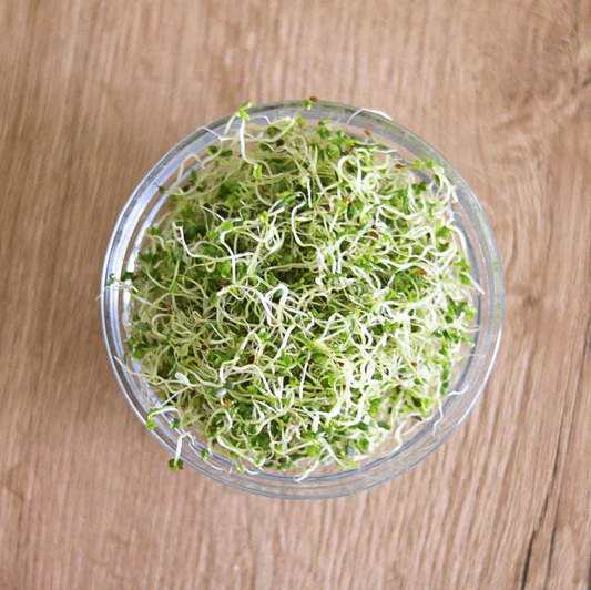 Keimgrün Smoothie - Bio-Sprossenmix