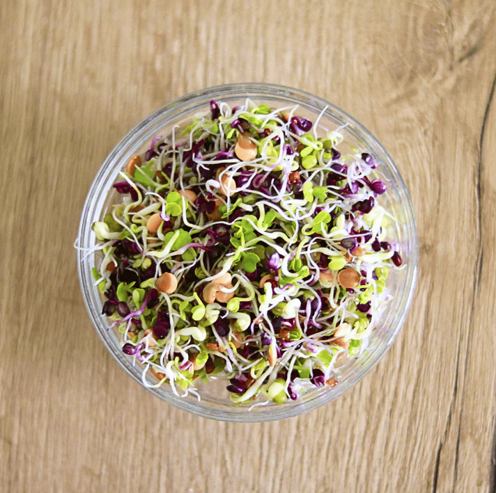 Keimgrün Salat  - Bio-Sprossenmix