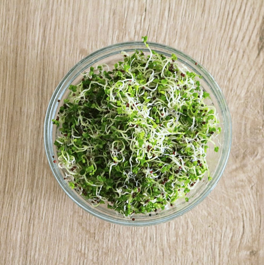 Keimgrün Brotzeit - Bio-Sprossenmix