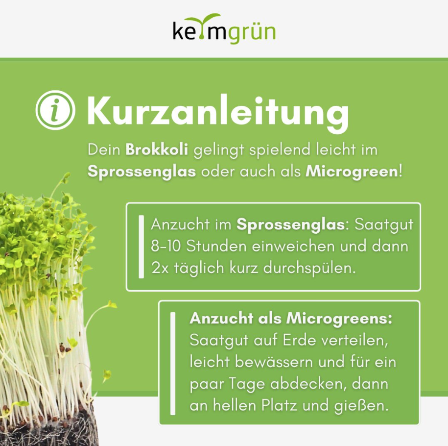 Bio Brokkoli - Keimsaat