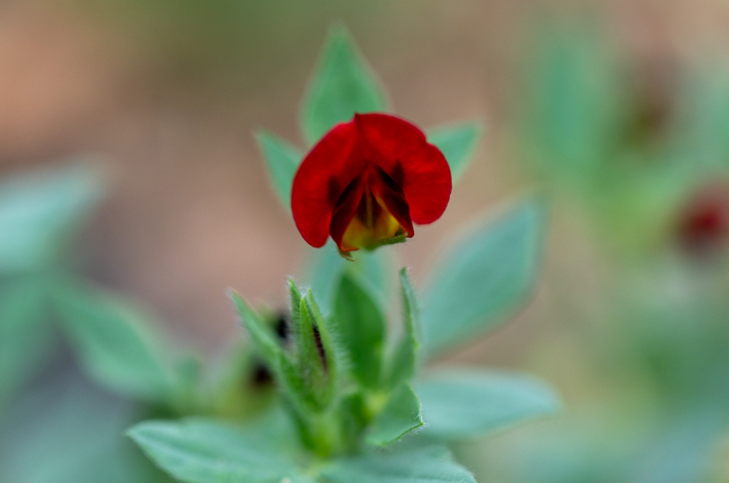 Spargelerbsen (Flügelerbsen), Lotus
