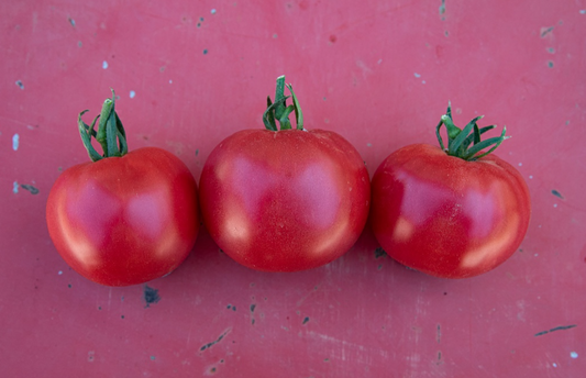 Tomate, Berner Rose Selektion Z