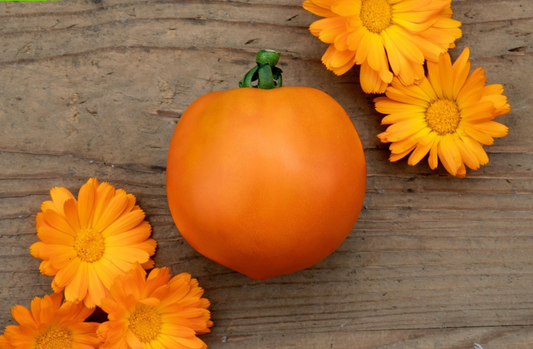 Tomate, Froschkönigs Goldkugel