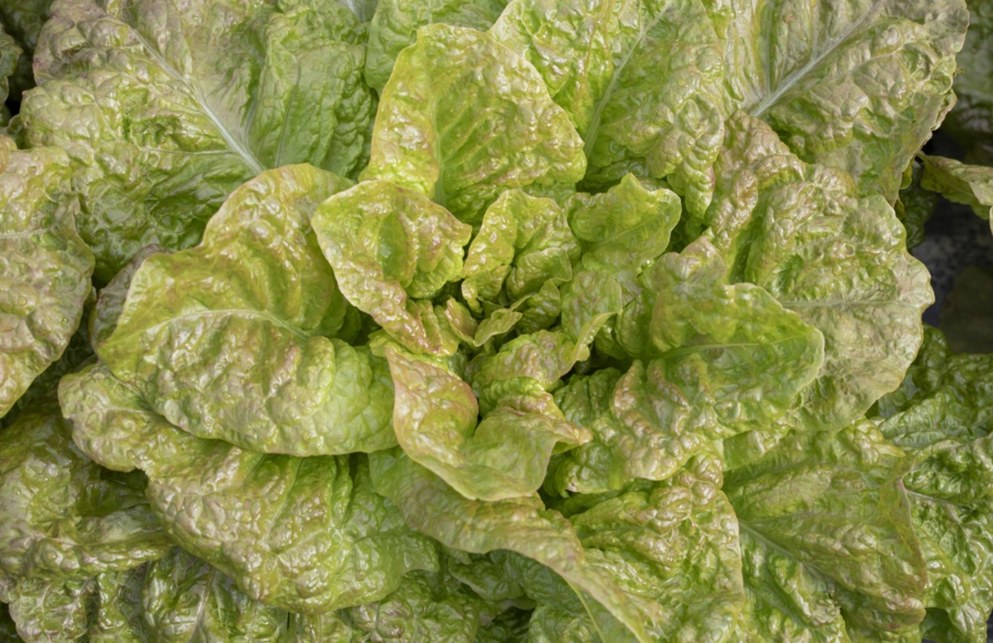 Lattich, De Morges (Romana-Salat)
