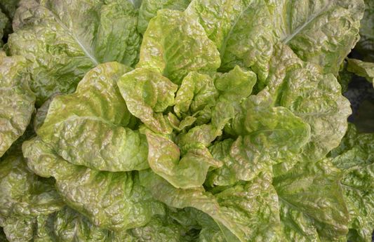 Lattich, De Morges (Romana-Salat)